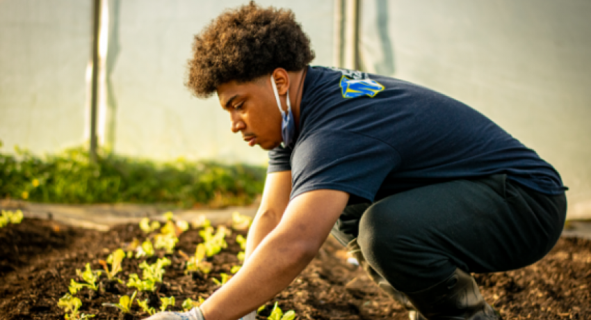 Young man planting lettuce in greenhouse. 