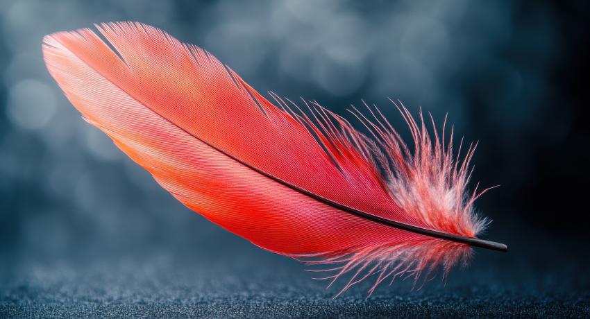 Red feather on black background.